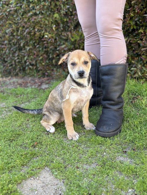 picture of the dog needing adoption