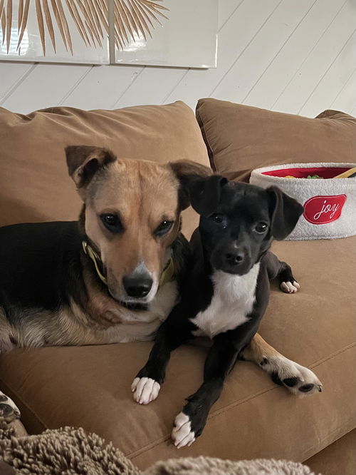 picture of the dog needing adoption