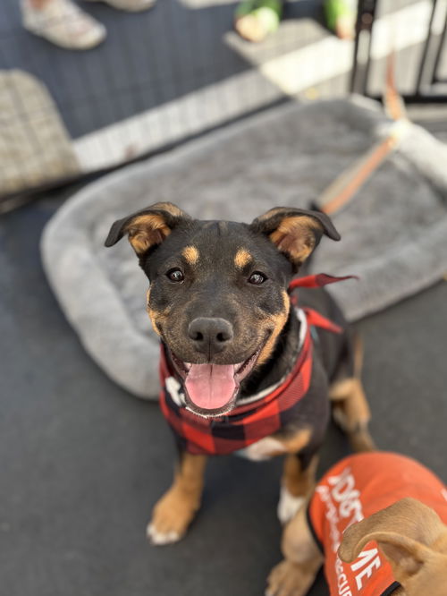 picture of the dog needing adoption