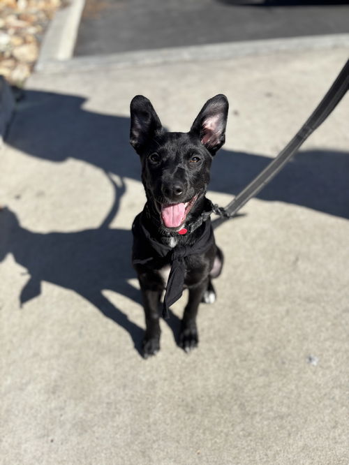 picture of the dog needing adoption