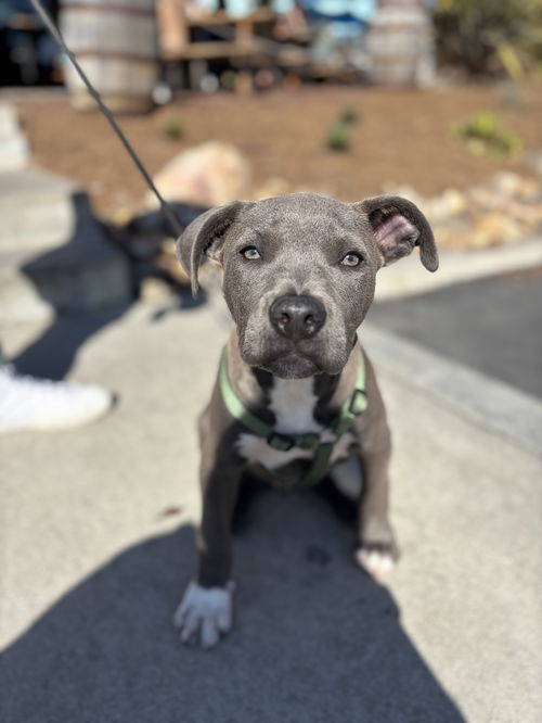 picture of the dog needing adoption