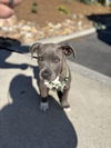 Maverick