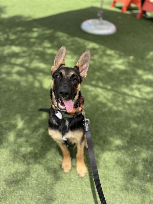 picture of the dog needing adoption