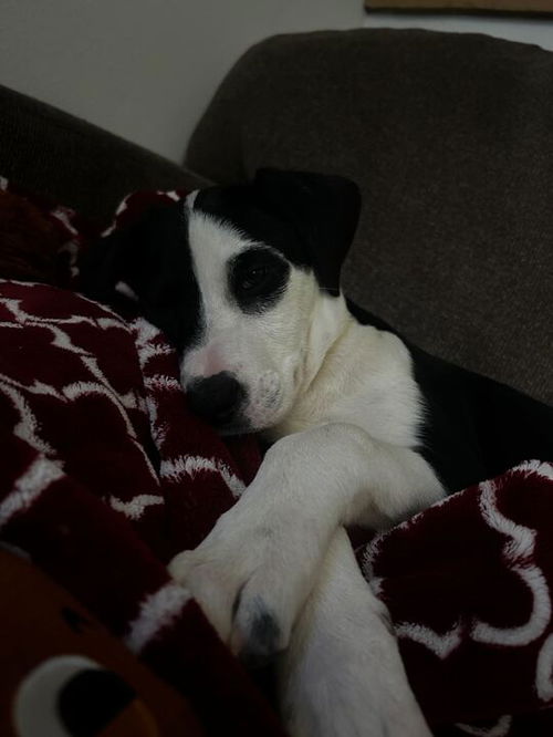 Tobi