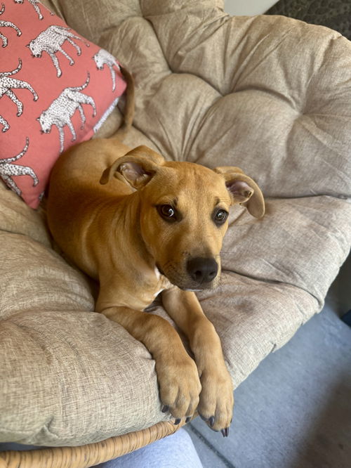 picture of the dog needing adoption