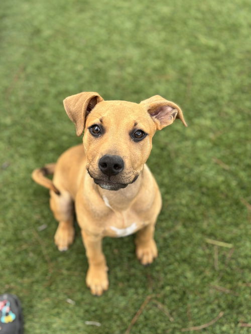 picture of the dog needing adoption