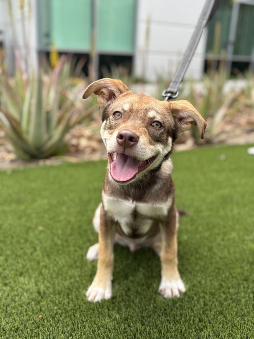 picture of the dog needing adoption