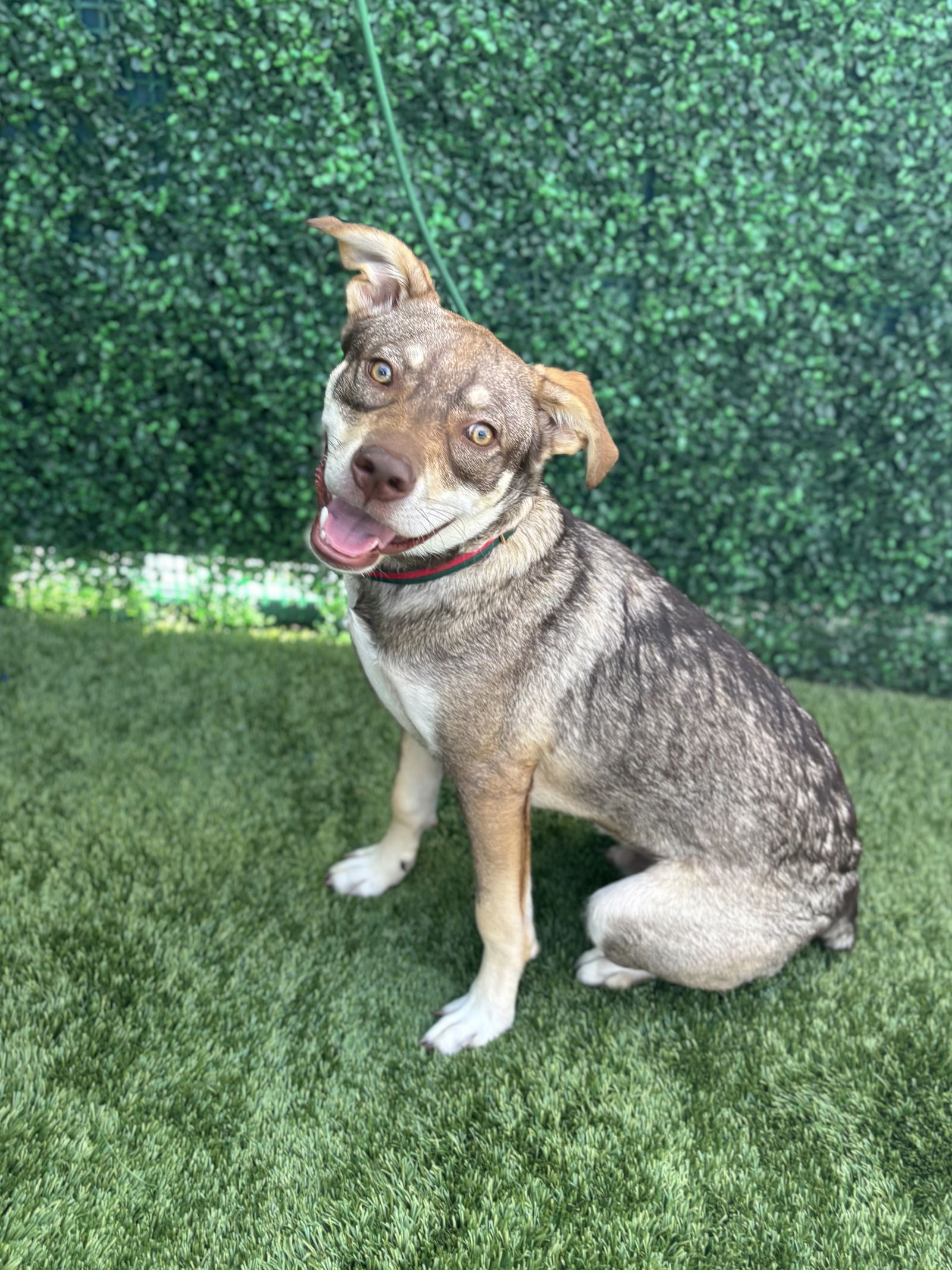 adoptable Dog in San Diego, CA named Luke