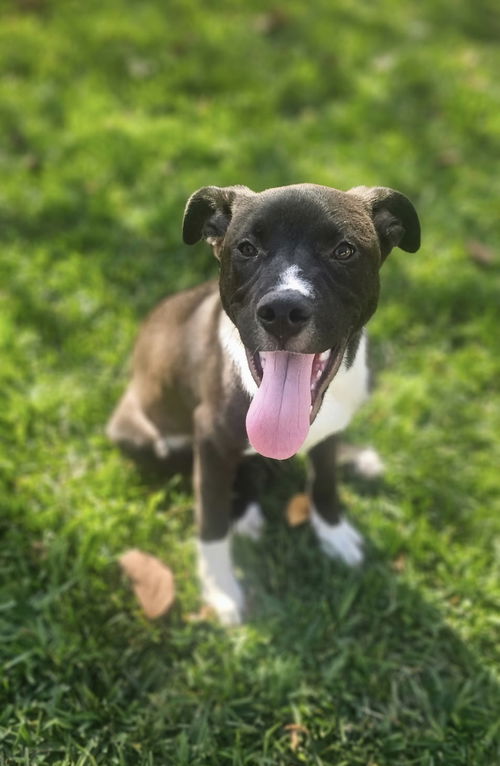 picture of the dog needing adoption