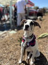 Bella