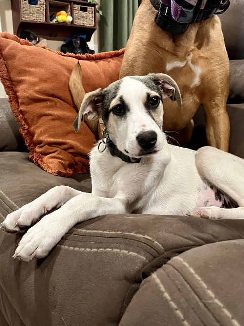 picture of the dog needing adoption