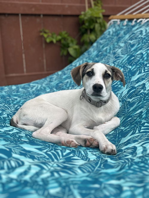 Bella