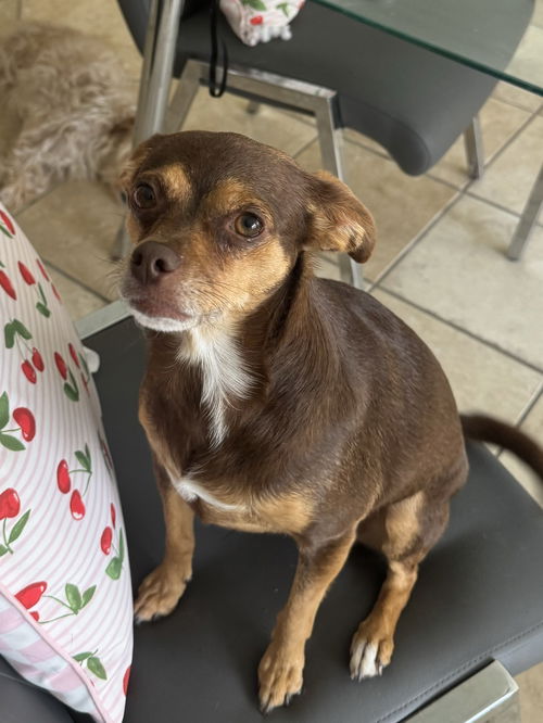 picture of the dog needing adoption