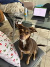 Canela