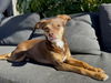 Canela