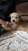 Alfie