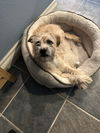 Alfie