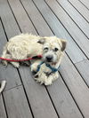 Alfie