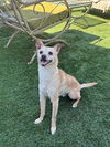 Rockie