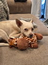 Sampson