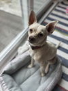 Sampson