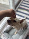 Sampson