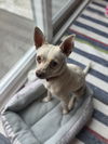 Sampson