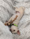 Sampson
