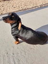 Deisy