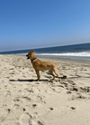 Maggie