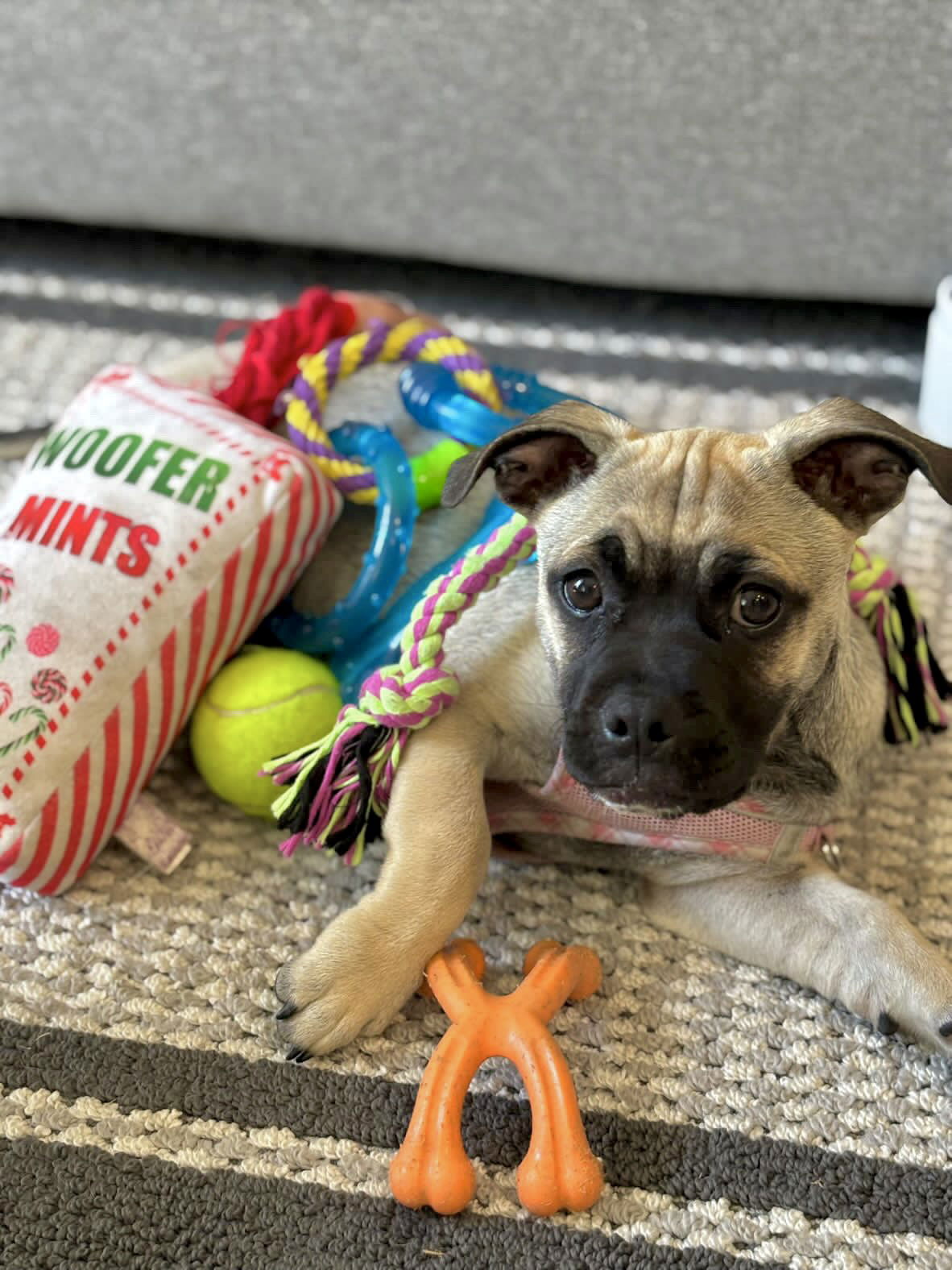 adoptable Dog in San Diego, CA named Berlin