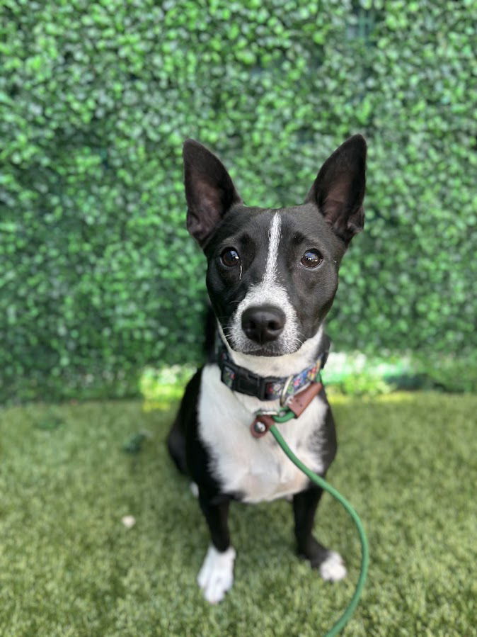 adoptable Dog in San Diego, CA named Paris