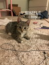 Waffle