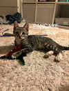 Pancake