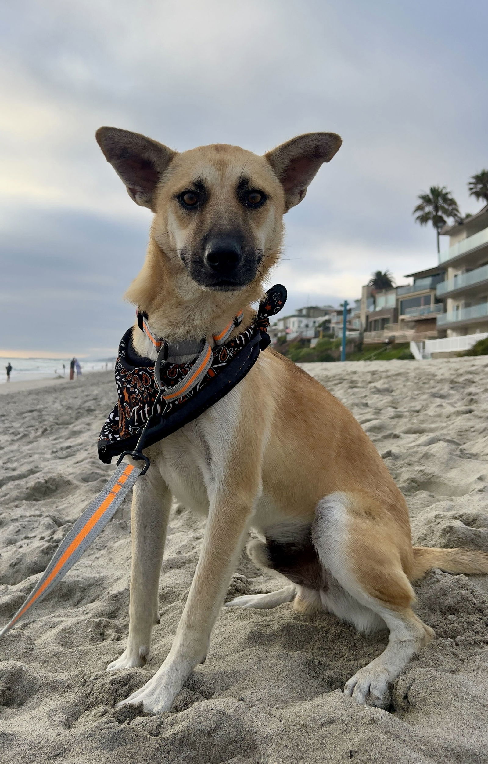adoptable Dog in San Diego, CA named Vinnie
