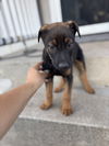 Clyde