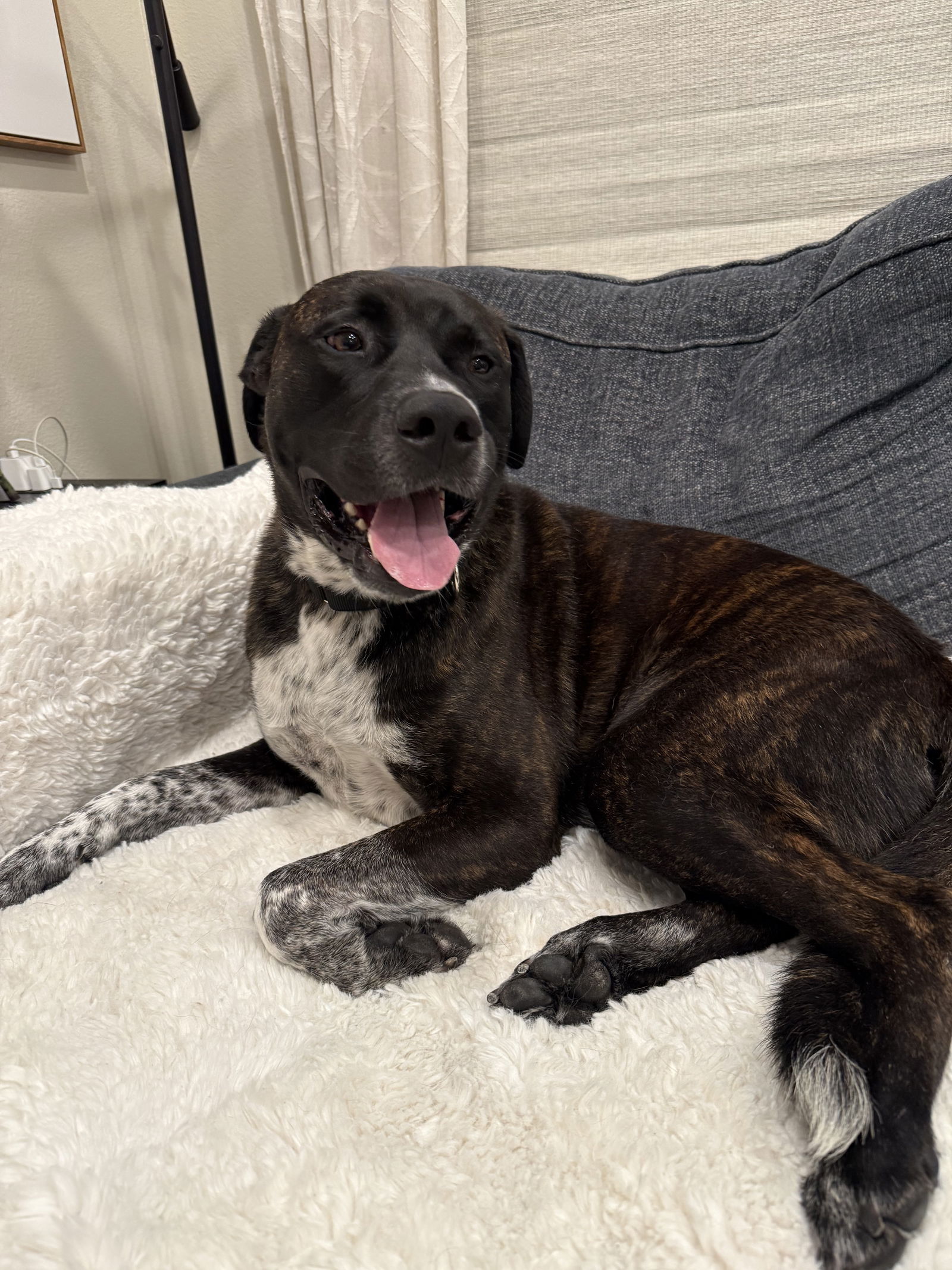 adoptable Dog in San Diego, CA named Freedom