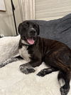 adoptable Dog in  named Freedom