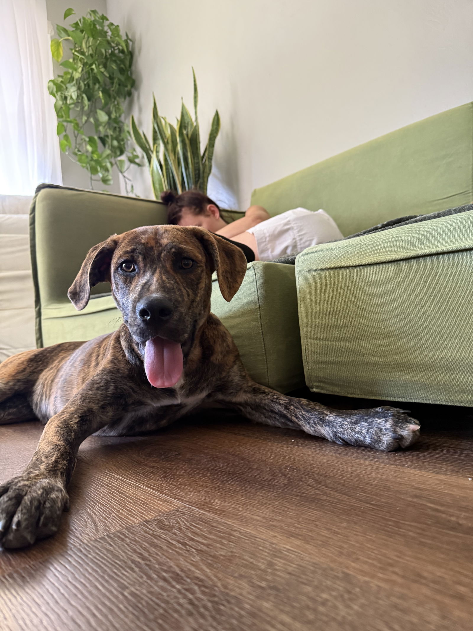 adoptable Dog in San Diego, CA named Kira