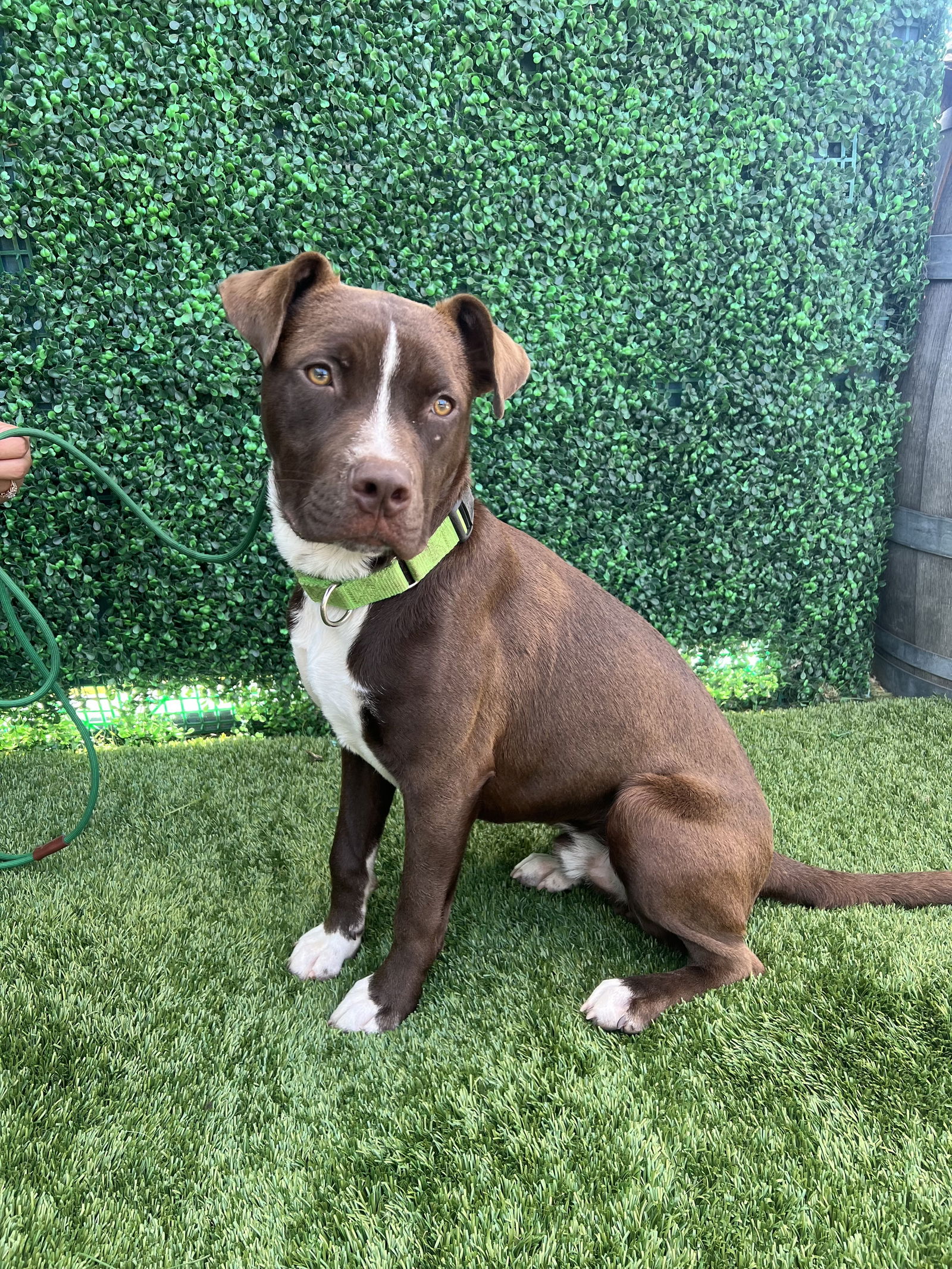 adoptable Dog in San Diego, CA named Finn