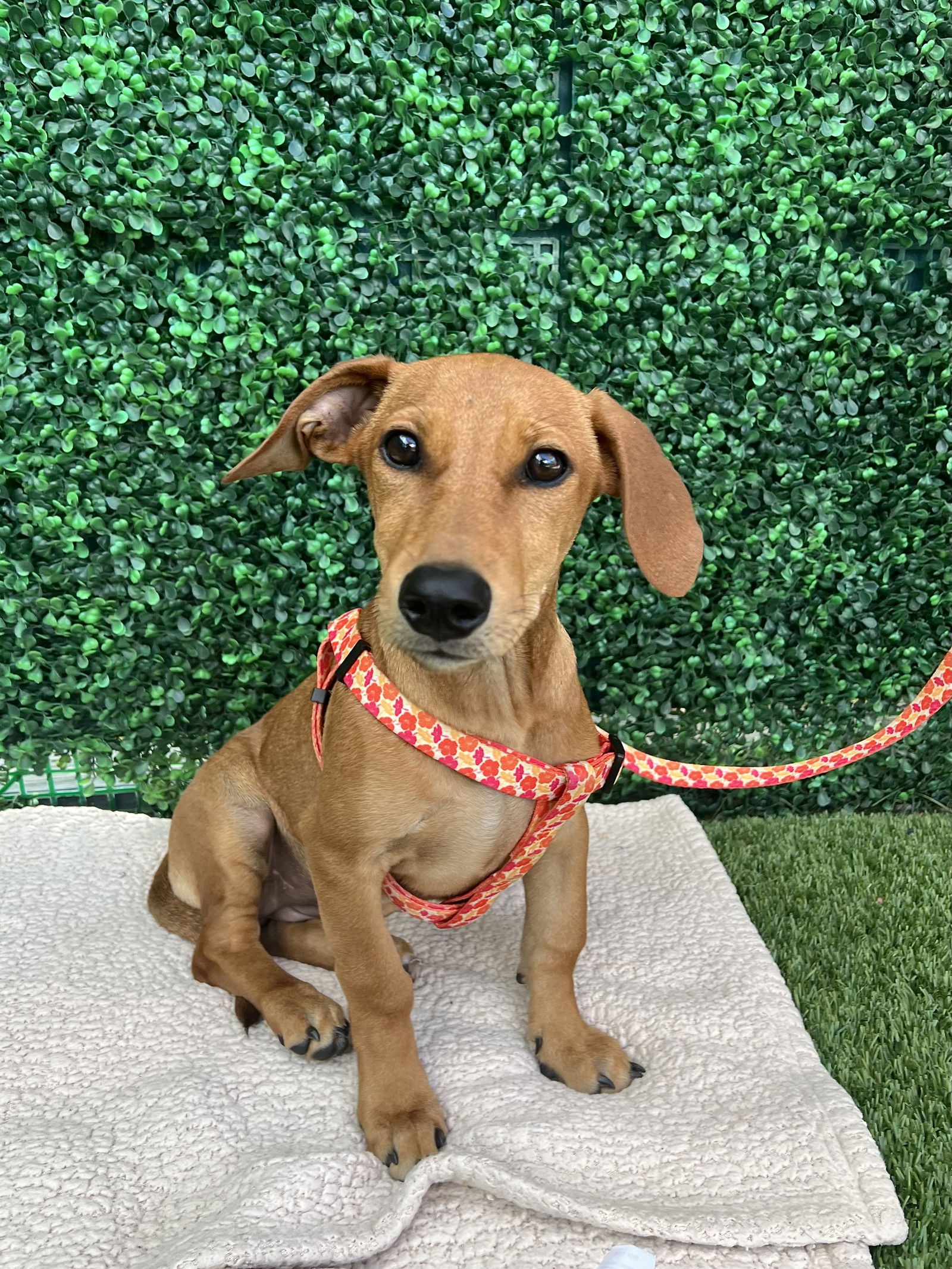 adoptable Dog in San Diego, CA named Cricket
