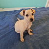 Hamish
