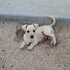 Hamish