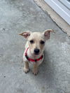 Hamish