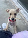 Hamish