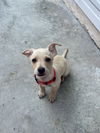 Hamish