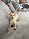 Hamish