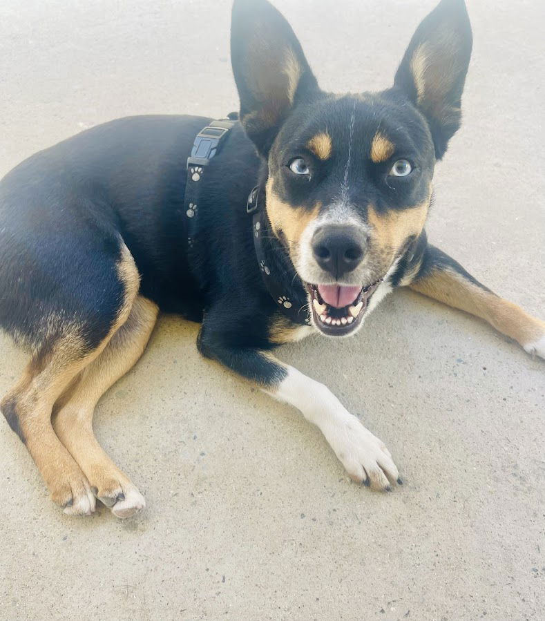 adoptable Dog in San Diego, CA named Ivy