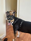 adoptable Dog in  named Ivy