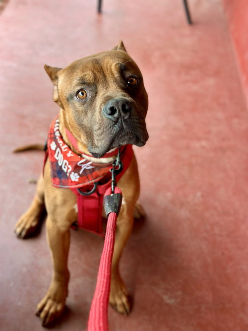picture of the dog needing adoption